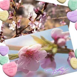 Meet your Posher, Sylvia